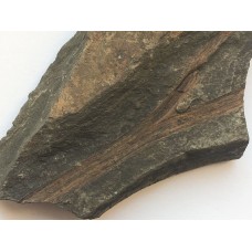 Rellimia hostinensis